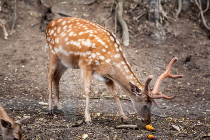 Daňci v oboře na Konopišti, Foto: © Středočeská centrála cestovního ruchu
