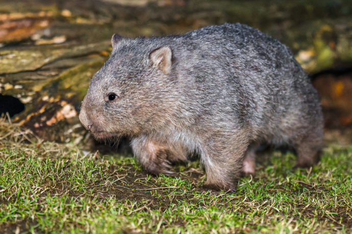 Vombata Coopera přivítá Marek Eben v Zoo Praha