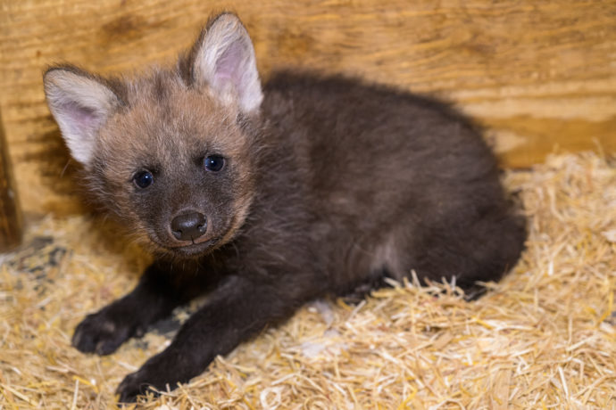  Tmavé zbarvení bude postupně mizet, až jej přibližně v jednom roce života nahradí typické ryšavé zbarvení dospělých zvířat. Foto: ©Petr Hamerník, Zoo Praha 