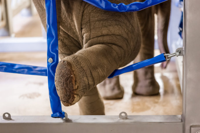 Během veterinární kontroly kopyt slůně samo prostrčí nohu úpony v kontaktní stěně. Foto: @Petr Hamerník, Zoo Praha