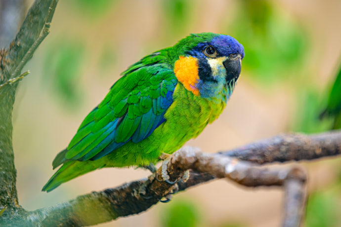Loríček oranžovoprsý je v Zoo Praha nově k vidění od posledního dubnového týdne. Foto Petr Hamerník, Zoo Praha