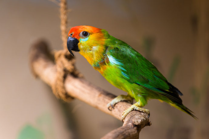 Loríček červenohlavý se stejně jako ostatní druhy fíkových papoušků vyznačuje vysokým hlasem a čilým poskakováním. Návštěvníci ho v Zoo Praha naleznou ve voliéře na panoramatické Papouščí stezce. Foto Petr Hamerník, Zoo Praha