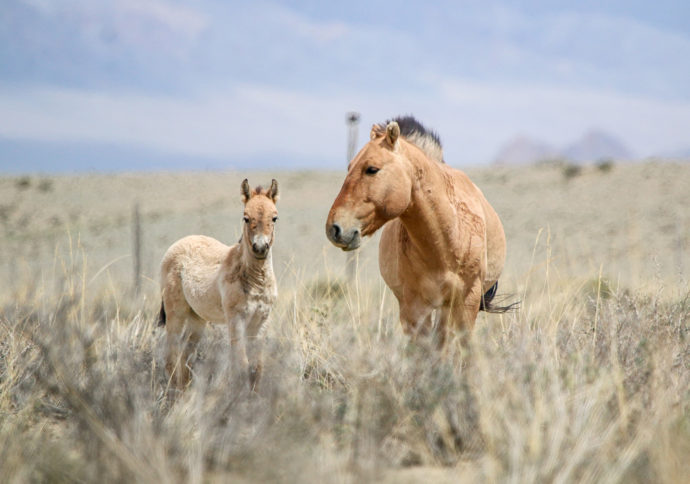 V Mongolsku se rodí jedno hříbě koní Převalského za druhým. Na snímku je hřebec Hustai s letošním hříbětem klisny Spina, kterou jsme do Gobi B přepravili v červnu 2019. Ostatně i Hustai letěl českým armádním letadlem, a to během vnitromongolského transportu v roce 2016. Foto: ©SPA Great Gobi B