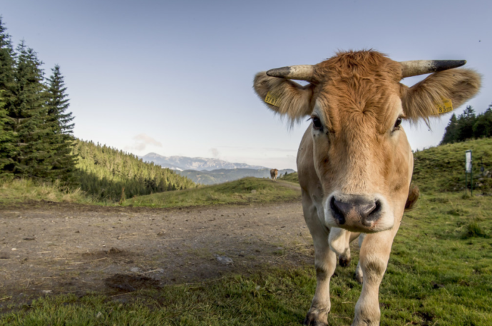 Foto: ©Wiener Alpen/Robert Herbst