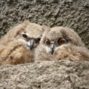 Zoo Liberec a dobrovolníci? Určitě, proč ne? Dobrovolnictví je radost