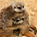 Zoo Liberec a dobrovolníci? Určitě, proč ne? Dobrovolnictví je radost