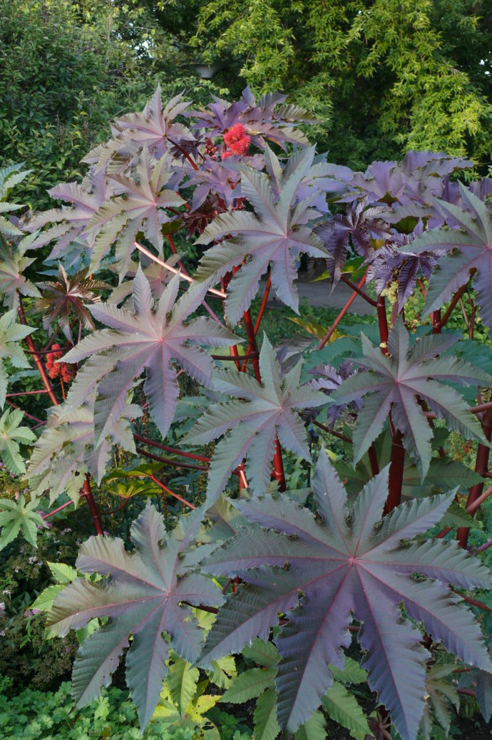 Nejjedovatější. Foto: ©Botanická zaharda Praha