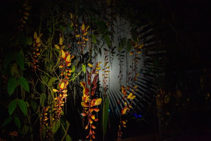 Foto: ©Botanická zahrada Praha