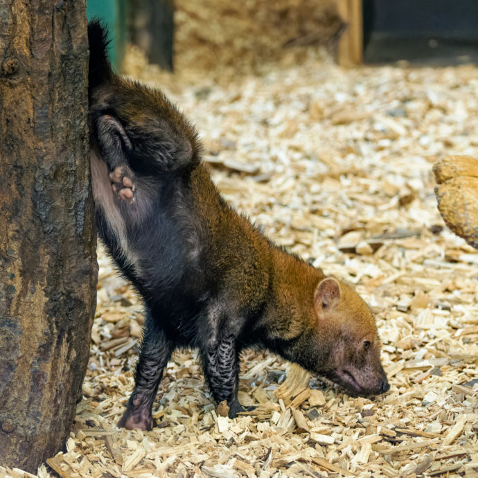 Samice značkuje expozici při stání na předních nohou v takzvané stojce, aby značku umístila co nejvýše. Foto: ©Petr Hamerník, Zoo Praha