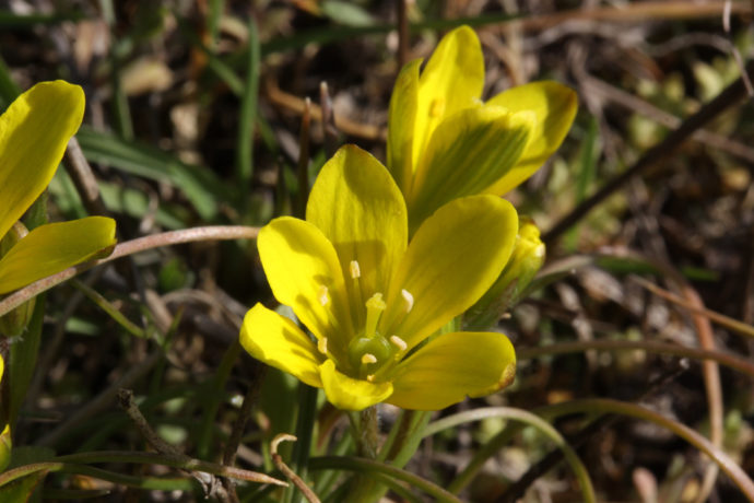 Ohrožený křivatec český. Foto: ©Boranická zahrada Praha