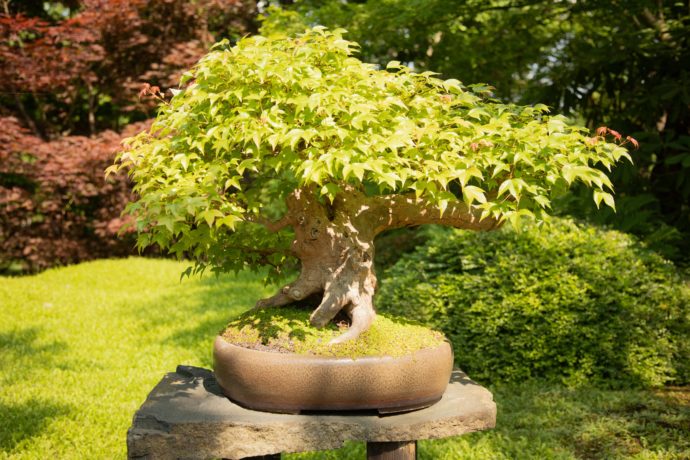 Botanická zahrada v Troji se opět promění v malé Japonsko
