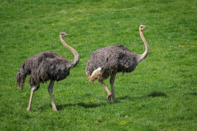 Největší ptáky světa můžou návštěvníci Zoo Praha pozorovat po tříleté přestávce. Samice pštrosa dvouprstého Verča a Julča obydlely Africkou savanu spolu s kopytníky. Foto Petr Hamerník, Zoo Praha