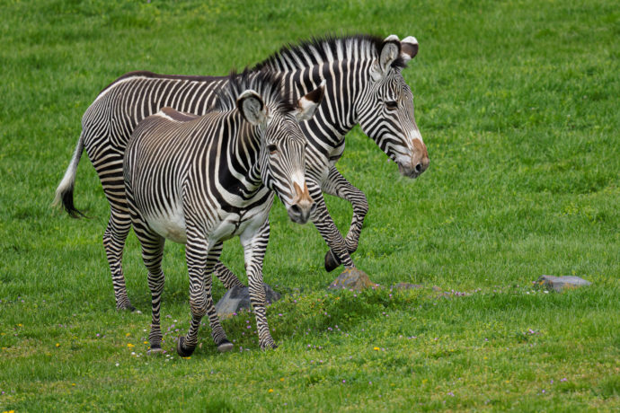 Zebra Grévyho je nejen největším, ale i nejohroženějším druhem zebry. Od ostatních zeber je odlišuje například velmi úzké pruhování. Foto Petr Hamerník, Zoo Praha