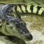 Krokodýlí ochranná farma a ZOO Protivín je unikátní podívanou na jihu Čech