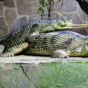 Krokodýlí ochranná farma a ZOO Protivín je unikátní podívanou na jihu Čech