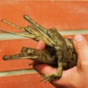 Krokodýlí ochranná farma a ZOO Protivín je unikátní podívanou na jihu Čech