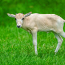 Zoologická zahrada v Praze láká rozmanitou faunou