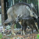 Zoologická zahrada v Praze láká rozmanitou faunou