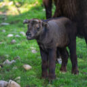 Zoologická zahrada v Praze láká rozmanitou faunou