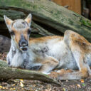 Zoologická zahrada v Praze láká rozmanitou faunou