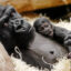 Zoologická zahrada v Praze láká rozmanitou faunou