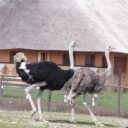 uzivatele-hotelcampsafari-dvur-kralove-nad-labem-zoo-dk-18-4-12-dh-042_1.jpg