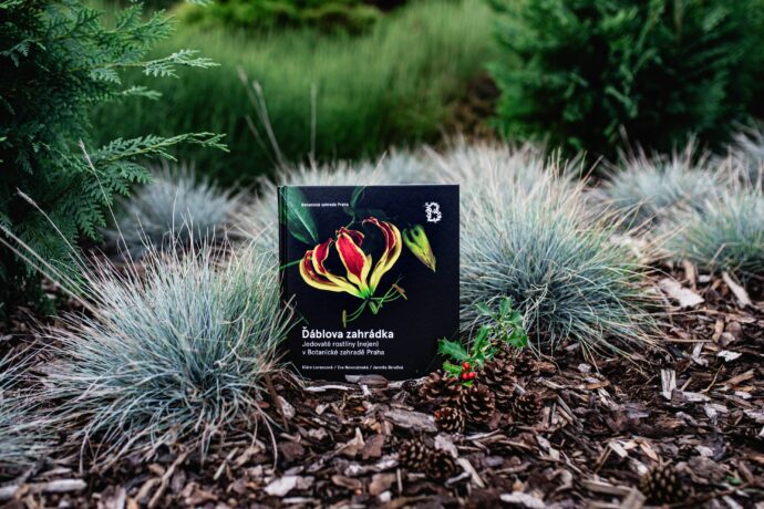 Rostlinné symboly Vánoc a adventu – nebezpečně krásné