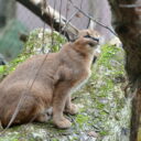 Vydejte se do děčínské zoo prohlédnout si nový přírůstek — pouštní rys karakal se zde zabydluje