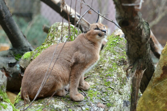 Vydejte se do děčínské zoo prohlédnout si nový přírůstek — pouštní rys karakal se zde zabydluje