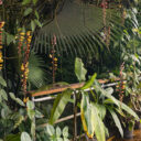 Fata Morgana. Foto © Botanická zahrada