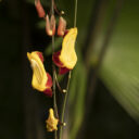 Fata Morgana. Foto © Botanická zahrada