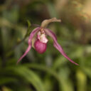 Fata Morgana. Foto © Botanická zahrada