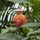 Fata Morgana. Foto © Botanická zahrada