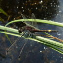 Vážka jasnoskvrnná. Foto © Petr Hesoun
