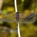 Vážka jasnoskvrnná samec. Foto © Hero Moorlag