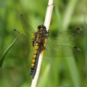 Vážka jasnoskvrnná samice. Foto © Hero Moorlag