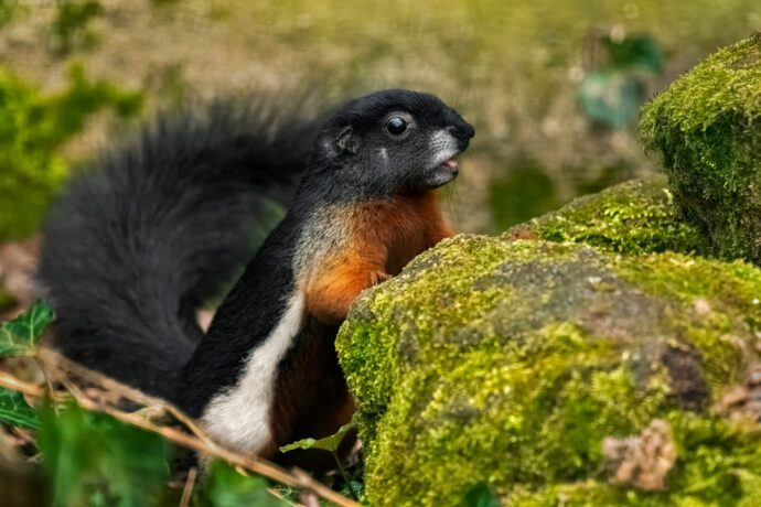 Veverka Prévostova. Foto © Jindřich Pavelka