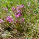 Všivec lesní. Foto © Jan Moravec