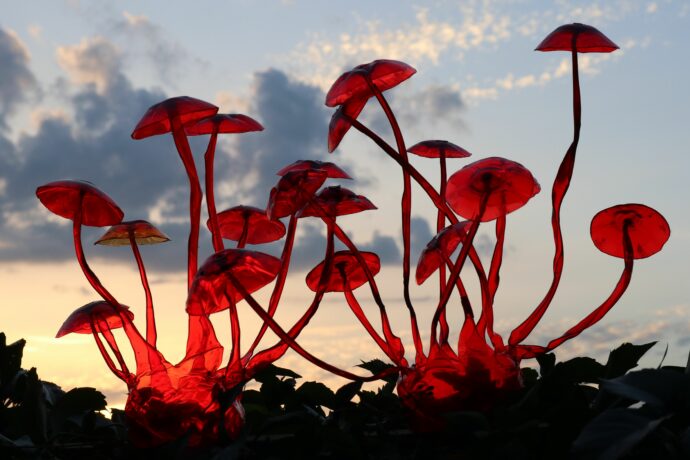 Ve skleníku Fata Morgana „rozkvete“ NOVÁ PET TROPICANA