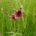 Zábělník bahenní. Foto © Josef Komárek
