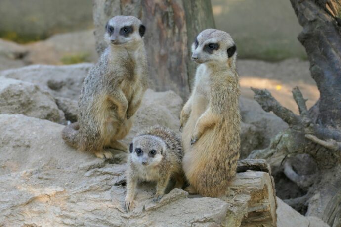 Hledáte originální dárky plné radosti? Zoopark Zájezd má pár tipů