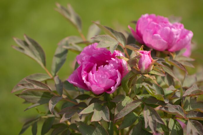 Národní sbírky, pivoňky. Foto © Botanická zahrada.