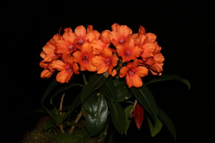 Rhododendron triumphans kvetoucí. Foto © Botanická zahrada