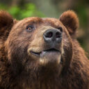 Zoo Děčín oslaví 75. narozeniny pokusem o rekord