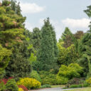 Dendrologická zahrada Průhonice