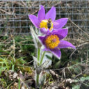 Koniklec otevřený. Foto: ©Botanická zahrada Praha