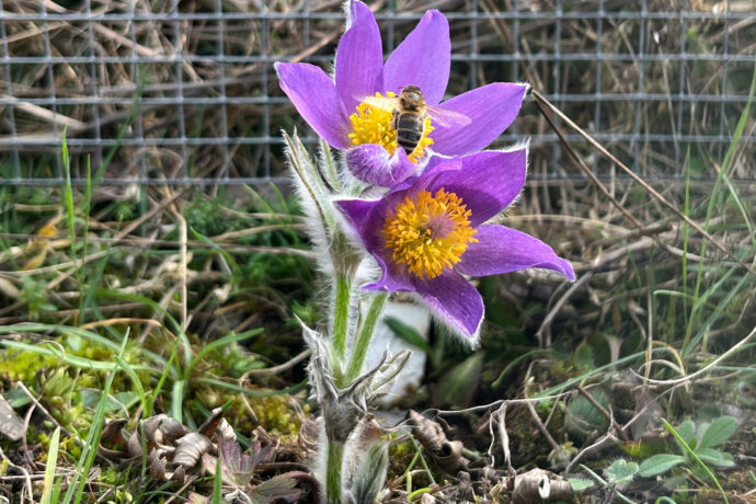 Koniklec otevřený. Foto: ©Botanická zahrada Praha