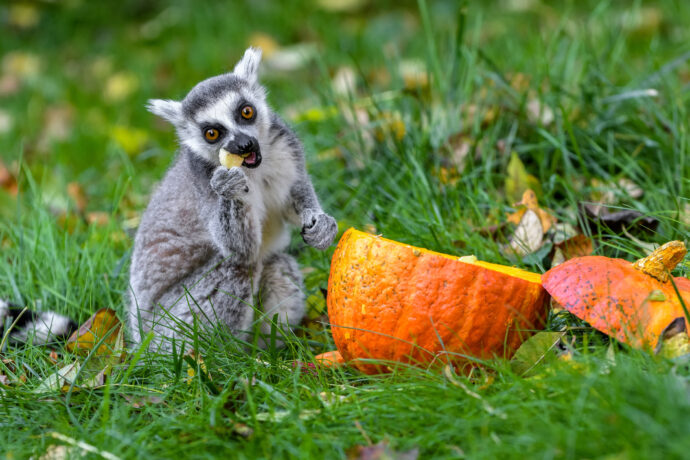 10 tipů pro návštěvu Zoo Praha