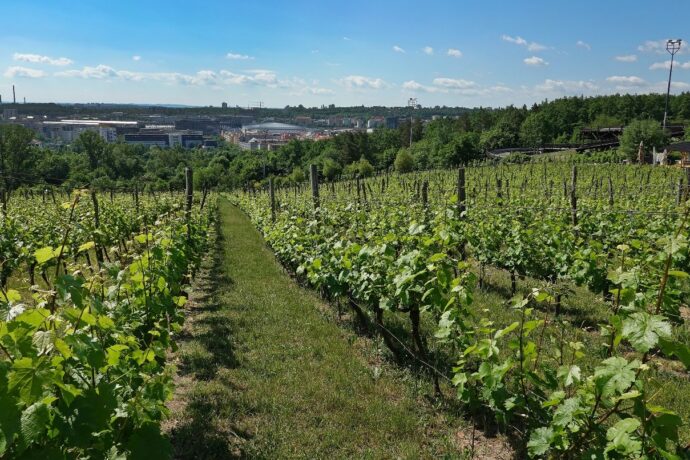 Foto: ©Vinice Máchalka