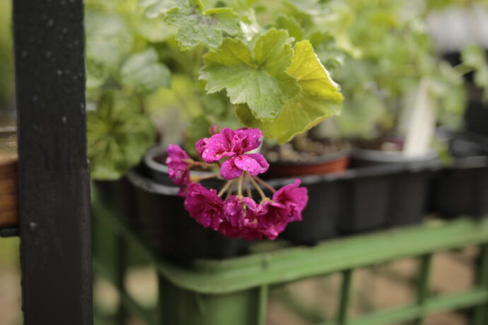 Botanická zahrada Praha připravuje na víkend muškátovou burzu a výstavu sukulentů